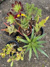 Talee Piante grasse - succulente - cactus