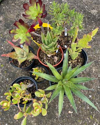 Talee Piante grasse - succulente - cactus
