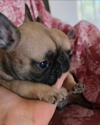 Bulldog francese
