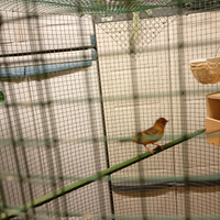 Incrocio con cardinalino(maschio)