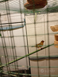 Incrocio con cardinalino(maschio)