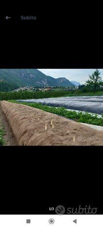 Terreno agricolo