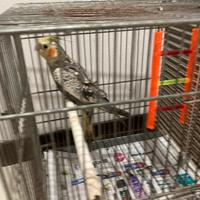 Pappagallo calopsite