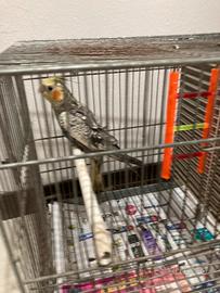 Pappagallo calopsite