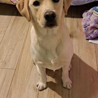 Cucciola di labrador retriever