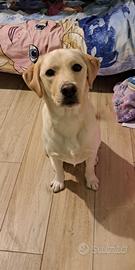 Cucciola di labrador retriever