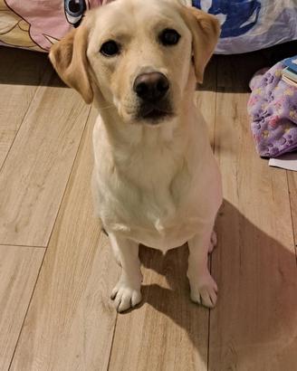 Cucciola di labrador retriever