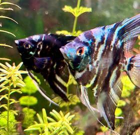 Pesci acqua dolce (scalari e titteya)