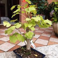 bonsai di ginkgo biloba 