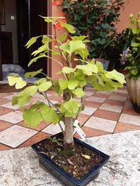 bonsai di ginkgo biloba 
