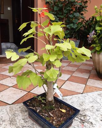 bonsai di ginkgo biloba 