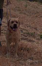 Labrador per monta