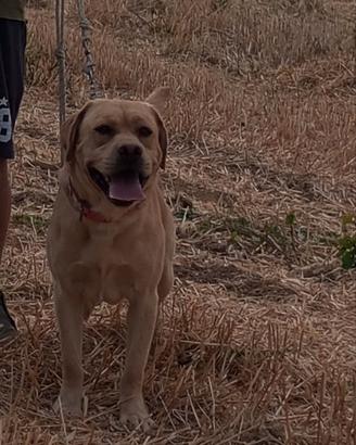 Labrador per monta