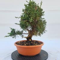 bonsai di ginepro itoigawa disponibile Spedisco 