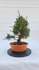 bonsai di ginepro itoigawa disponibile Spedisco 