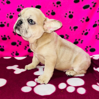 Cuccioli di bulldog francesi