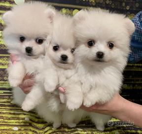 Cuccioli di spitz di pomerania bianchissimi