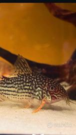Corydoras sterbai