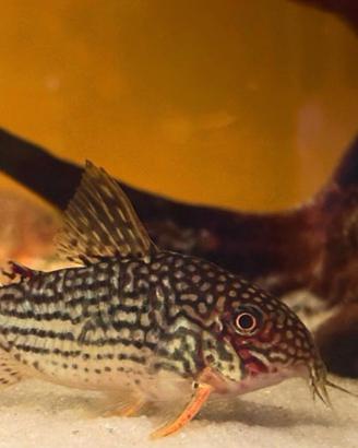 Corydoras sterbai