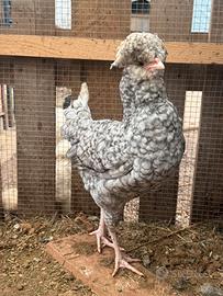 Gallo gallina padovana