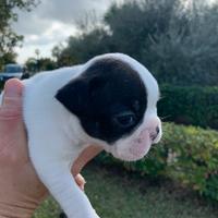 Cuccioli di bulldog francese