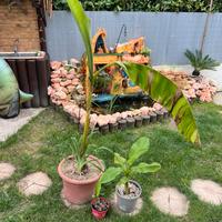 3 Banani/Musa Basjoo + 3 piantine