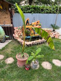 3 Banani/Musa Basjoo + 3 piantine