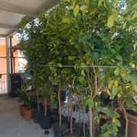 piante di agrumi 