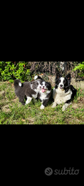 Cuccioli border collie