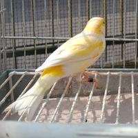 Timbrato spagnolo copie singoli