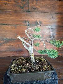 Bonsai di Ginepro. Visita il profilo.