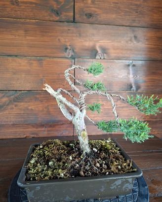 Bonsai di Ginepro. Visita il profilo.