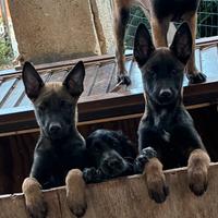 Cucciole di Pastore Belga