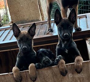 Cucciole di Pastore Belga