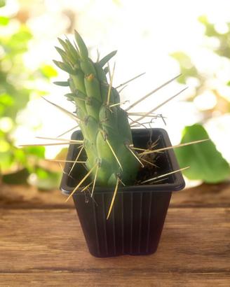 Cactus australiano