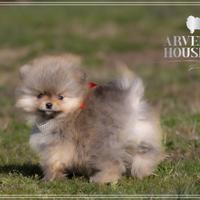 Volpino pomerania spitz