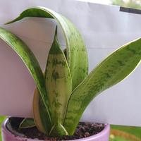 pianta sansevieria