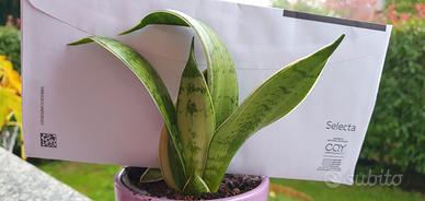 pianta sansevieria