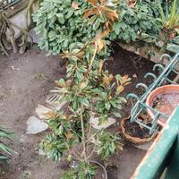 Magnolia grandiflora