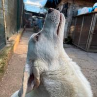 Marino, cucciolo triste in adozione