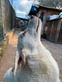 Marino, cucciolo triste in adozione