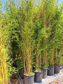 Phyllostachys aurea (Spectabilis)