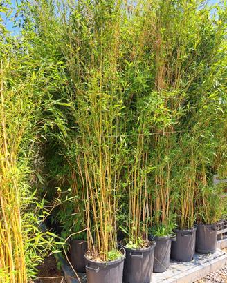 Phyllostachys aurea (Spectabilis)