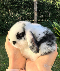 Coniglio Ariete Minilop