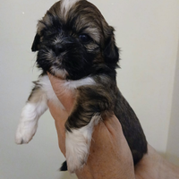 Cuccioli di shihtzu