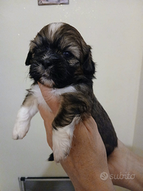 Cuccioli di shihtzu