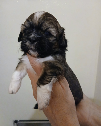 Cuccioli di shihtzu