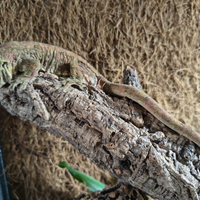 Geco Mniarogekko chahoua