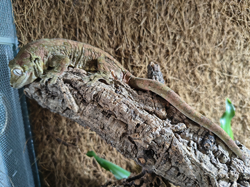 Geco Mniarogekko chahoua
