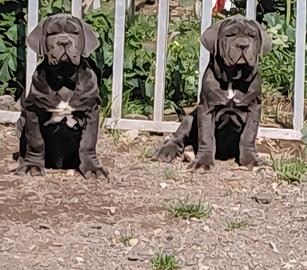 Mastino napoletano